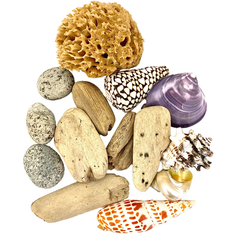 Beachcomber Set/14pc met drijfhout, schelpen, zeepons en stenen, ideaal voor stranddecoratie of knutselprojecten.