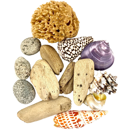Beachcomber Set/14pc met drijfhout, schelpen, zeepons en stenen, ideaal voor stranddecoratie of knutselprojecten.