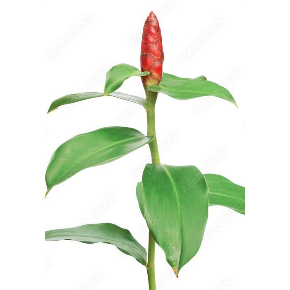Tropische bloemknop met rode bloeiwijze en brede groene bladeren, ideaal als inspiratie voor Mini WW Flower Buds /6pc mix decoratie.